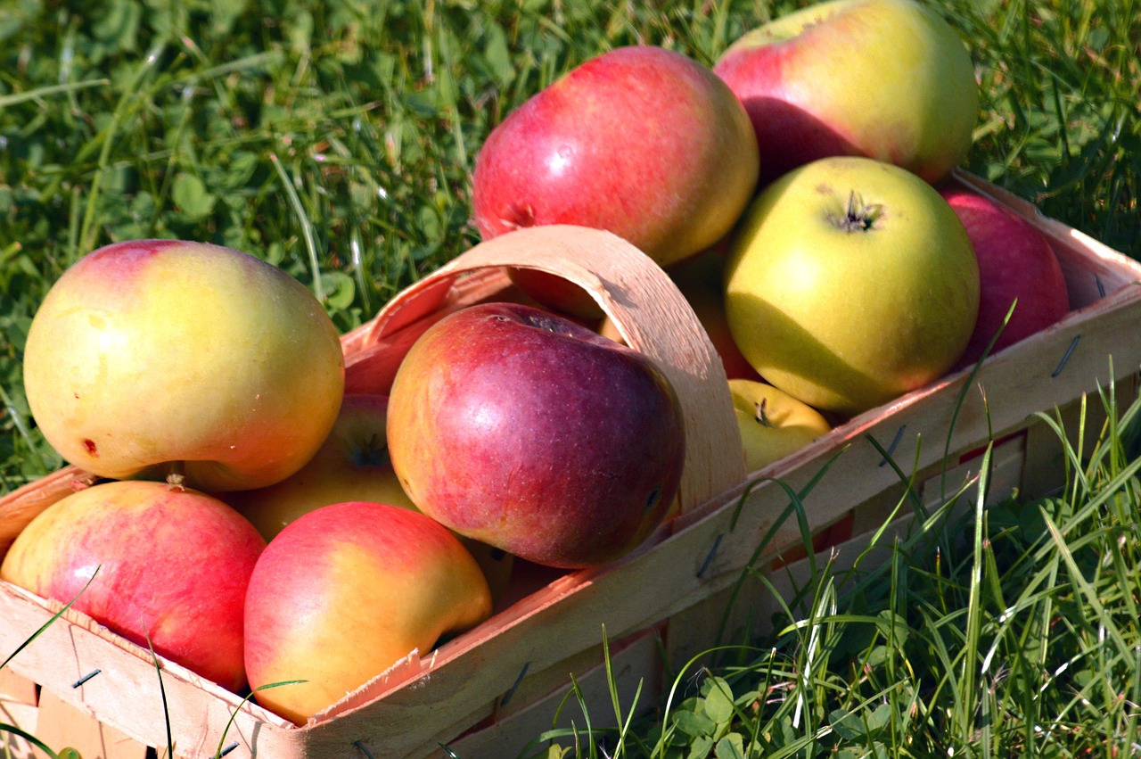 apples, fruit, fruit basket, basket, harvest, apple harvest, fresh, vitamins, harvested, nature, food, meal, bio, healthy, fruit basket, fruit basket, fruit basket, fruit basket, fruit basket