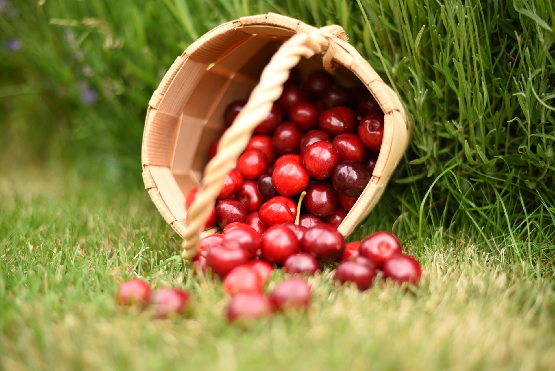 rote runde Früchte in braunem geflochtenem Korb auf grünem Grasfeld während des Tages